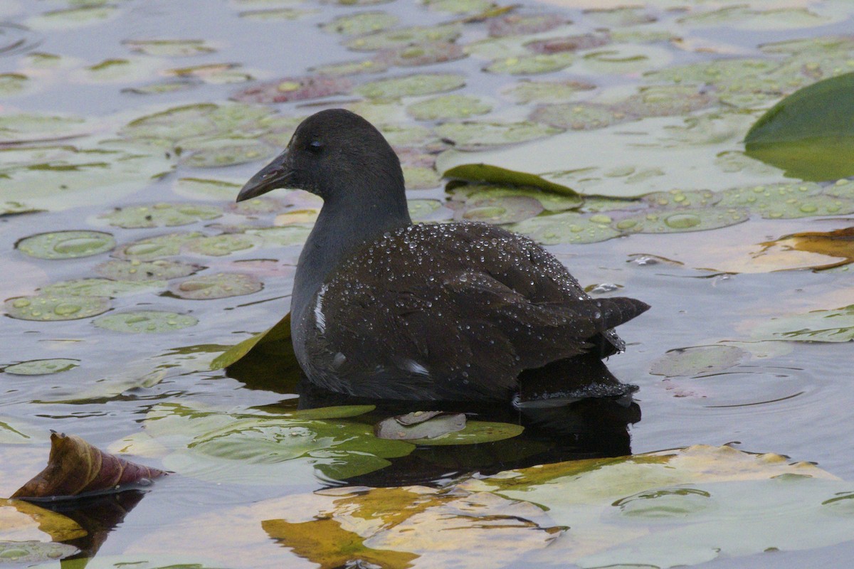 Common Gallinule - ML491797541