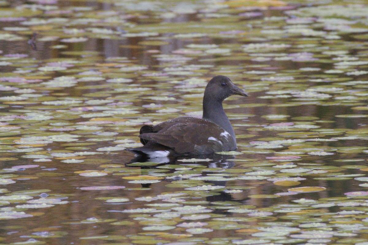 Common Gallinule - ML491797551