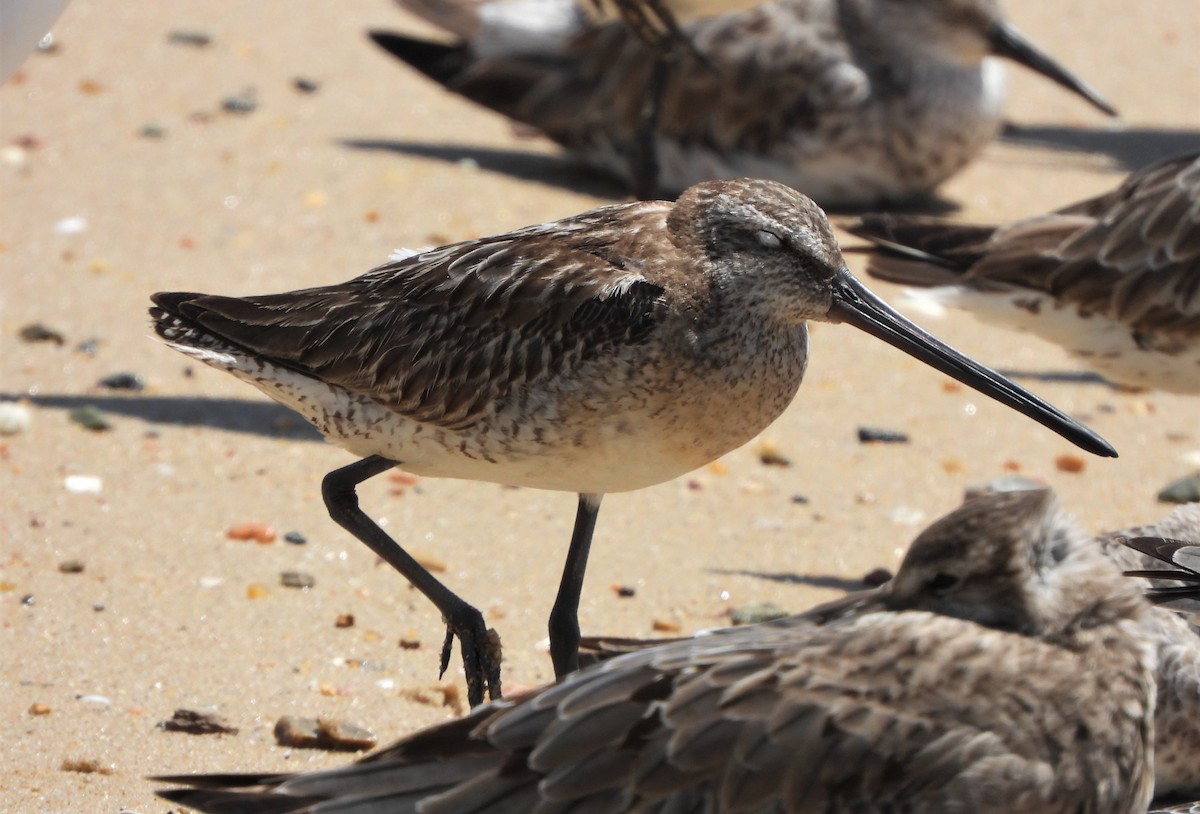 Asian Dowitcher - ML491797581