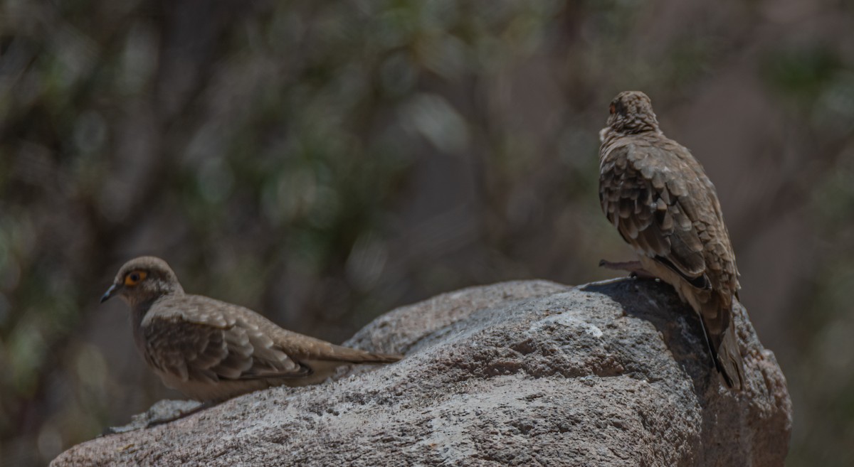 Bare-faced Ground Dove - ML491797771