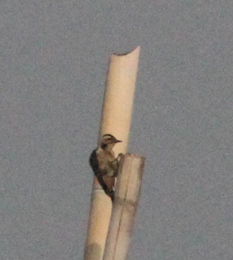 Sunda Pygmy Woodpecker - David Bates