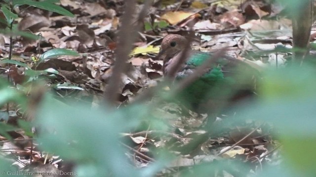 Pacific Emerald Dove - ML491798401