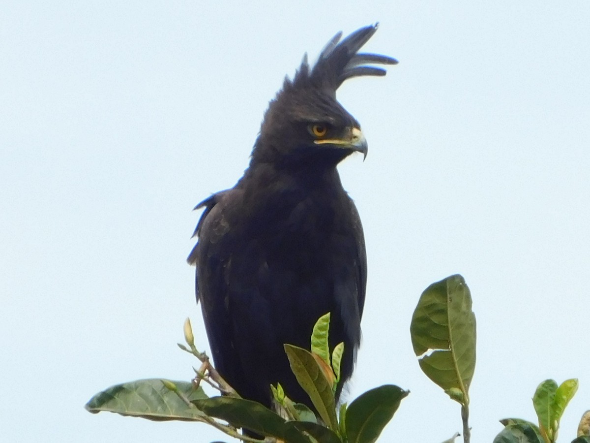 Long-crested Eagle - ML491801391