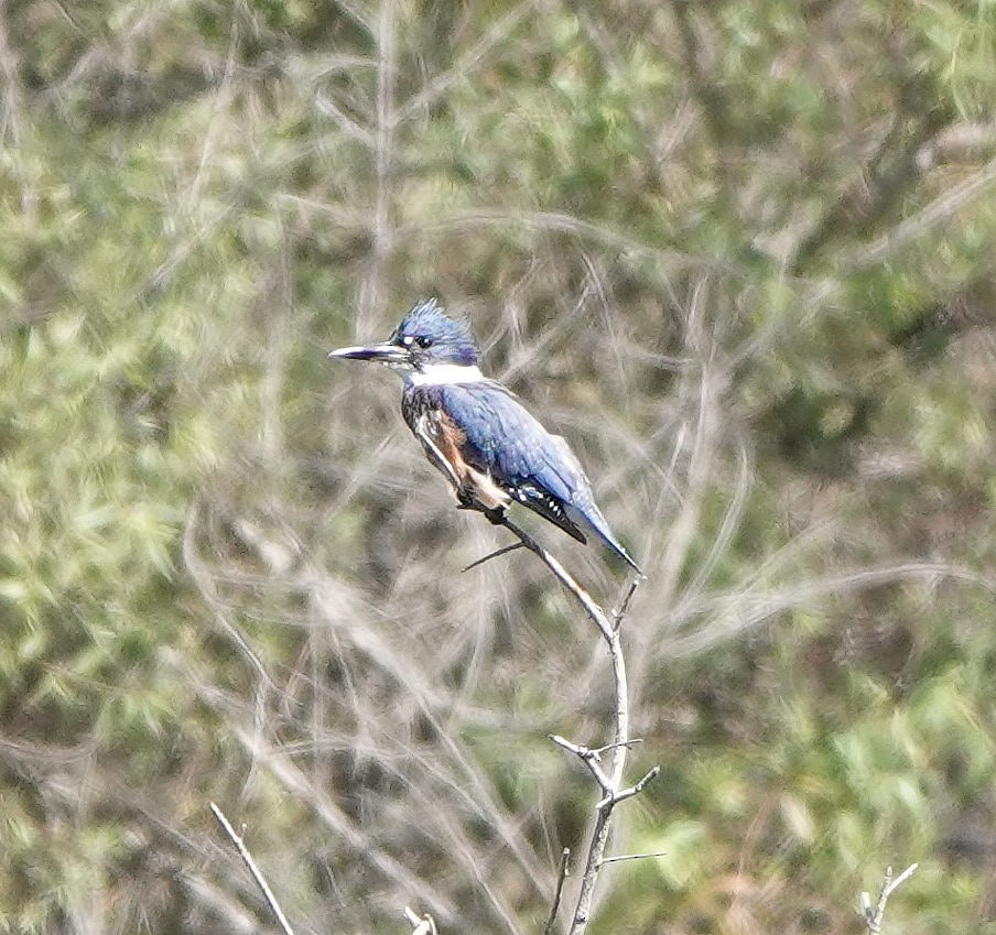Belted Kingfisher - ML491801431