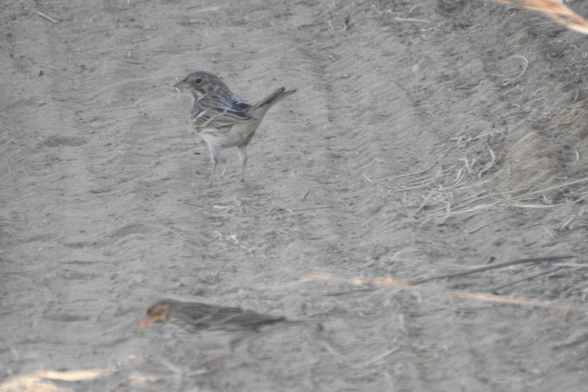 Vesper Sparrow - ML491802011