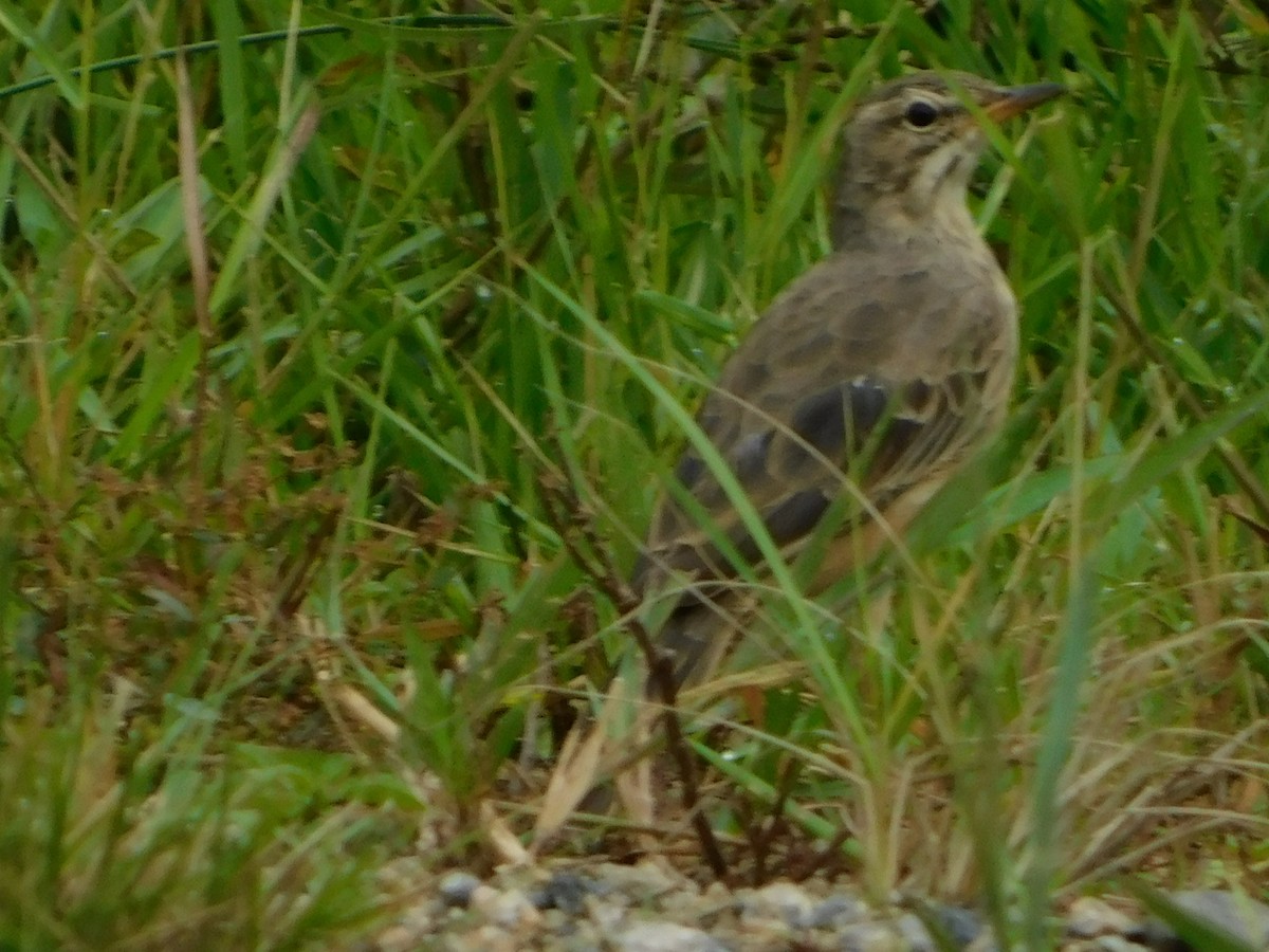 Plain-backed Pipit - ML491802331