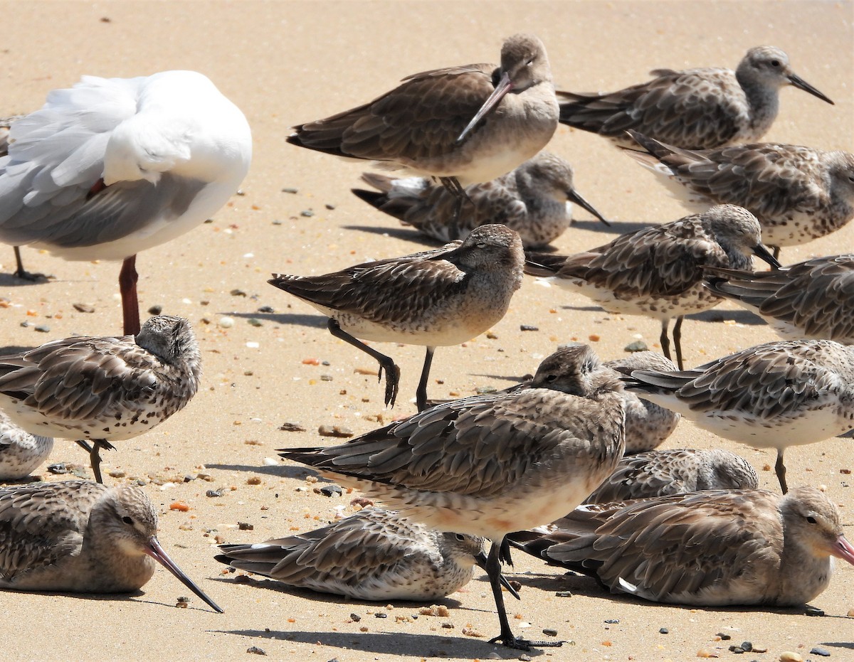 Asian Dowitcher - ML491803841