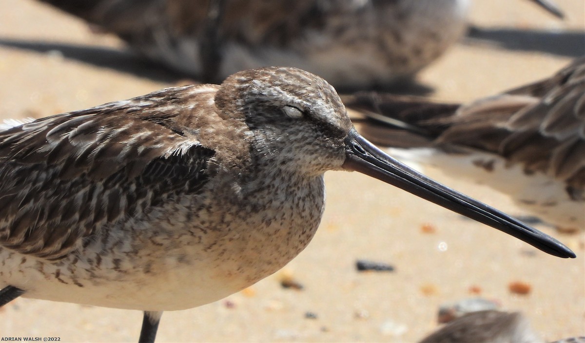 Asian Dowitcher - Adrian Walsh