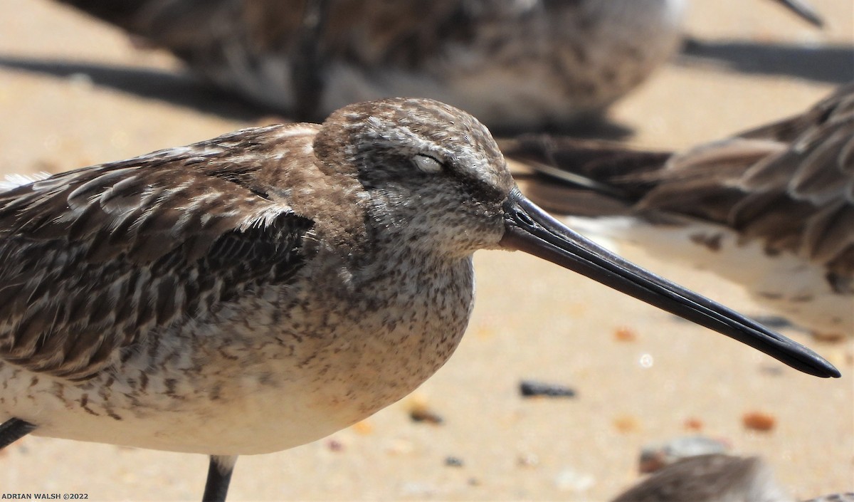 asiabekkasinsnipe - ML491804541