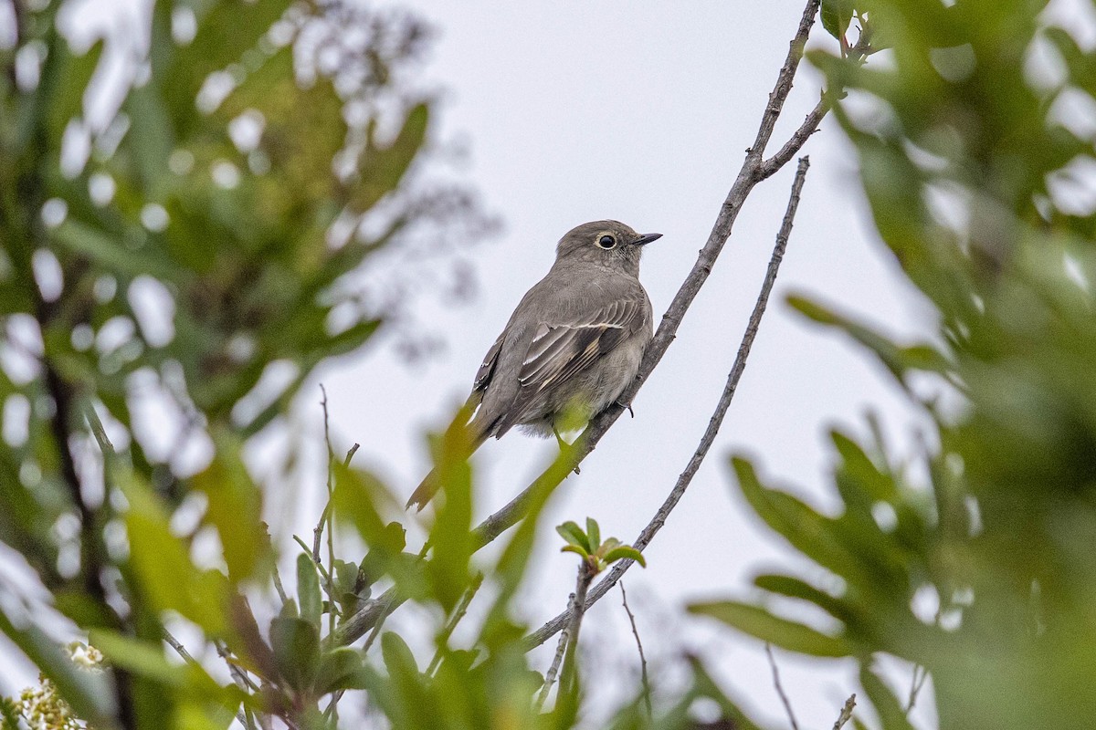 Townsend's Solitaire - ML491807791