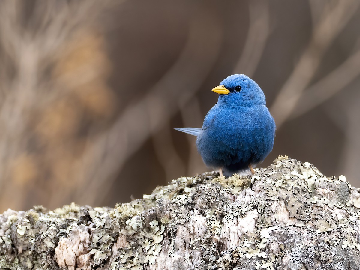 Blue Finch - ML491808471