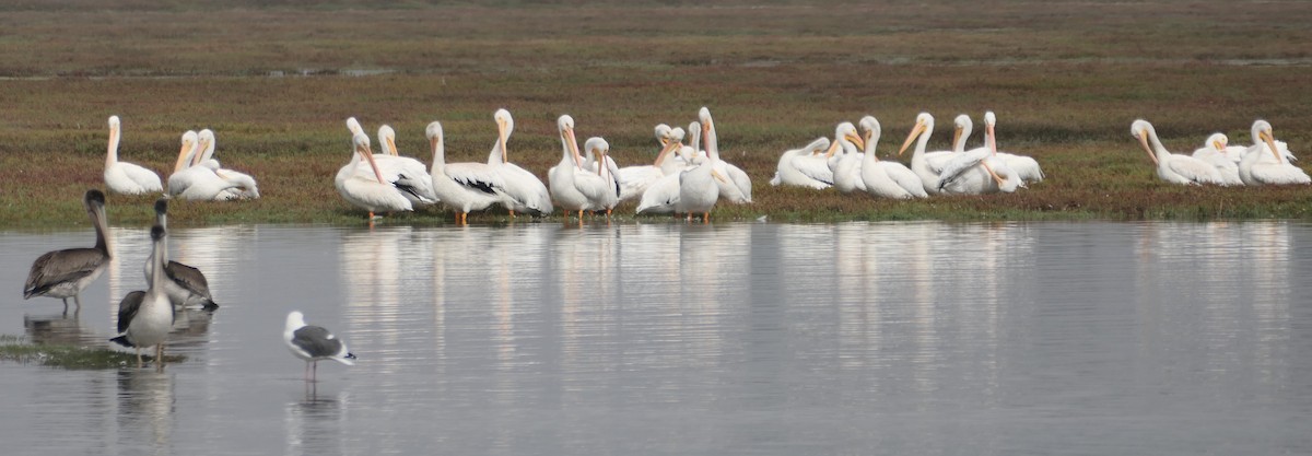 American White Pelican - ML491808991