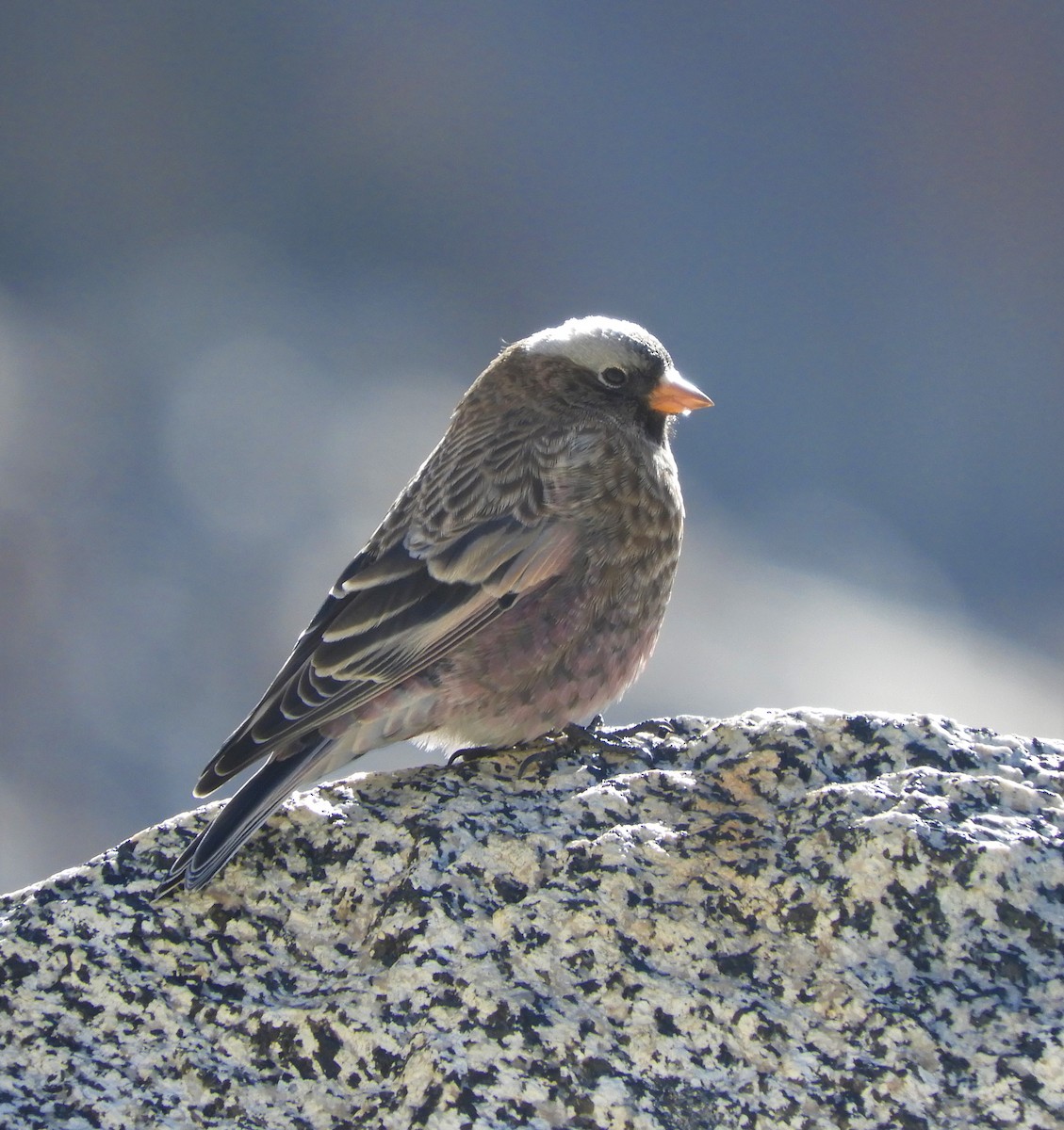 Gray-crowned Rosy-Finch - ML491809821