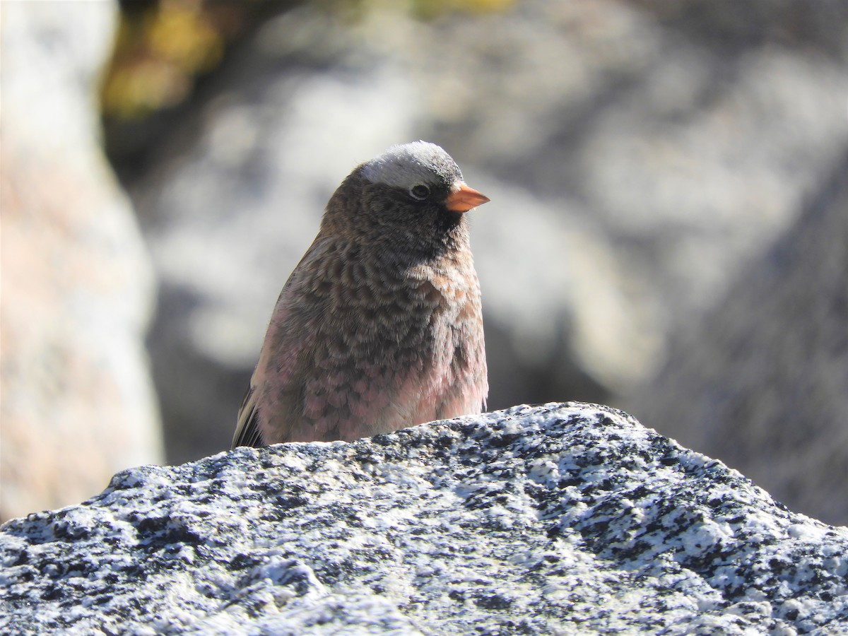 Gray-crowned Rosy-Finch - ML491809831