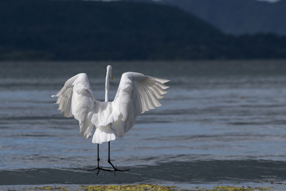 Great Egret - ML491809871