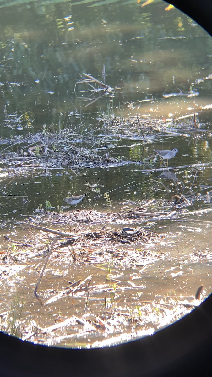 Solitary Sandpiper - ML491810031