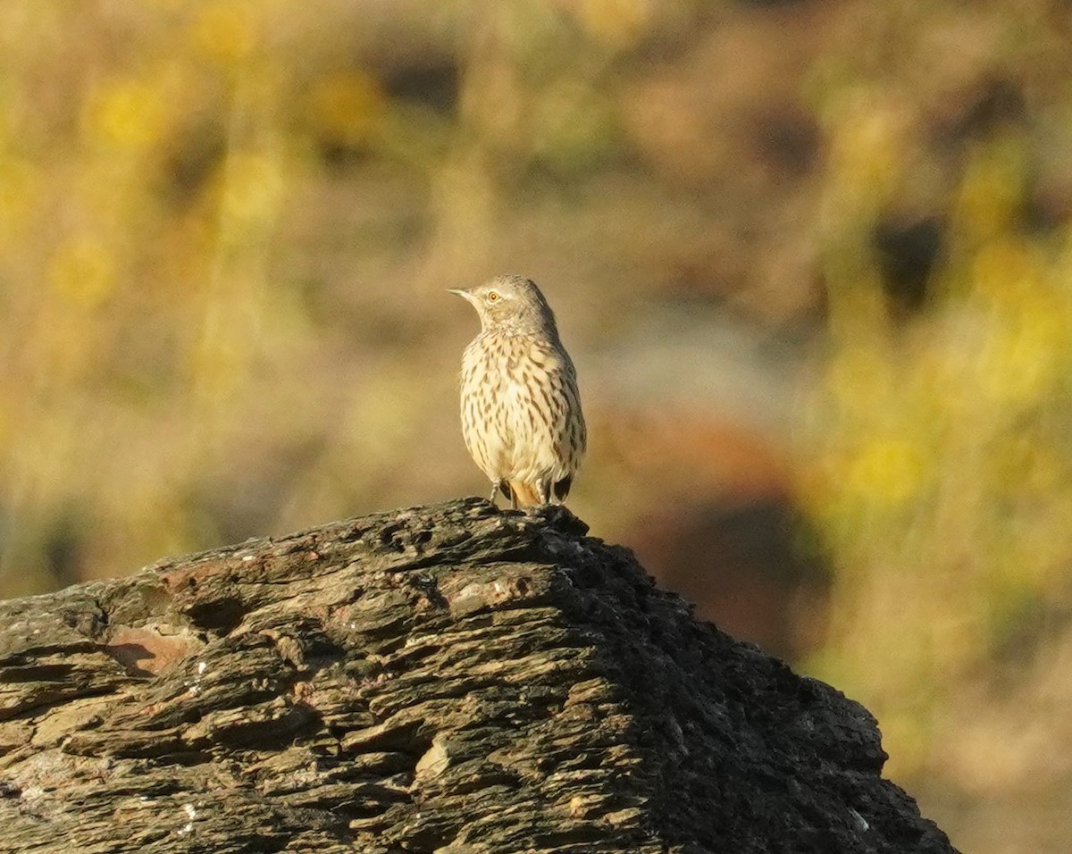 Sage Thrasher - Bill Hunt