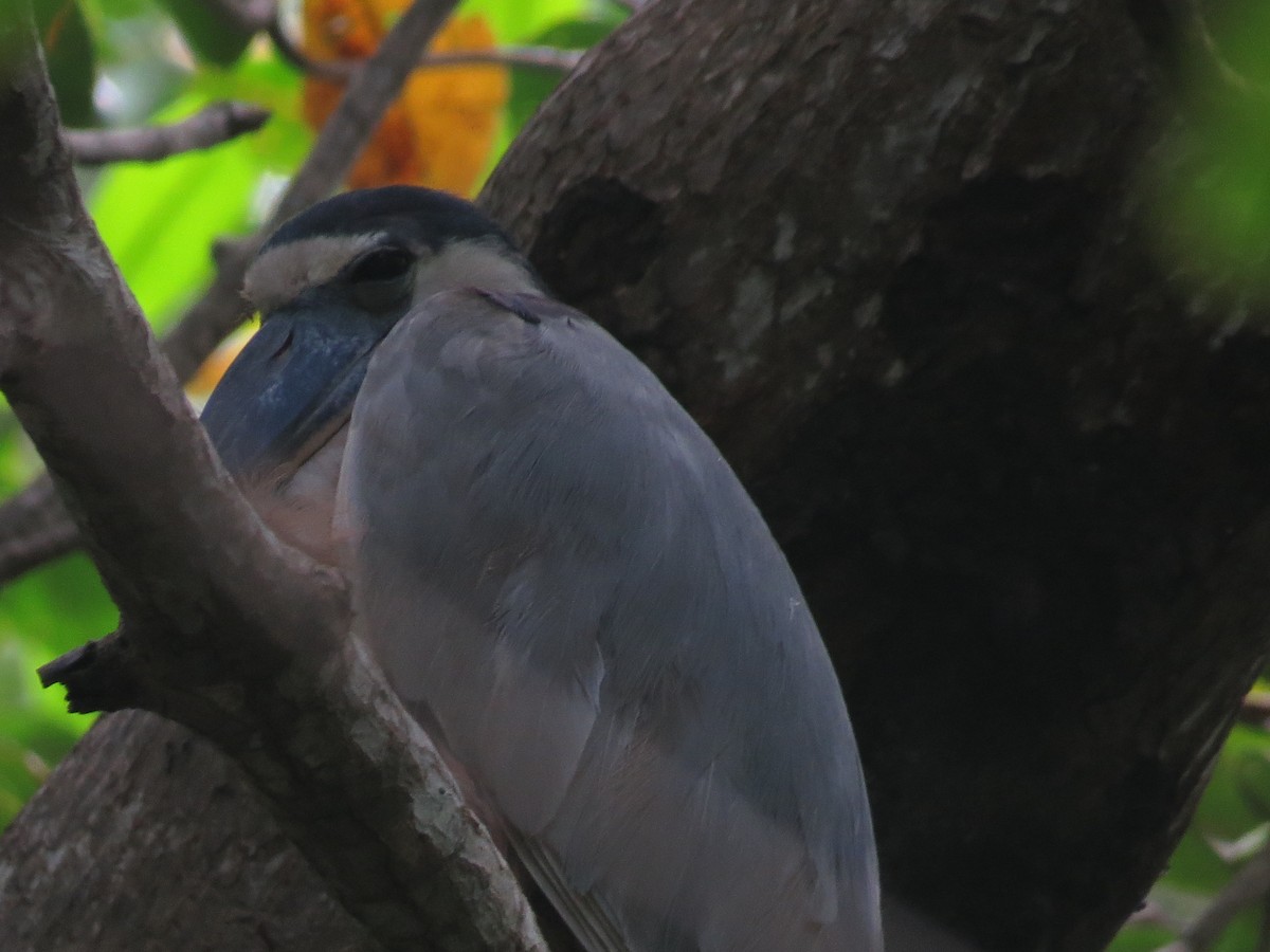 Boat-billed Heron - ML491810641