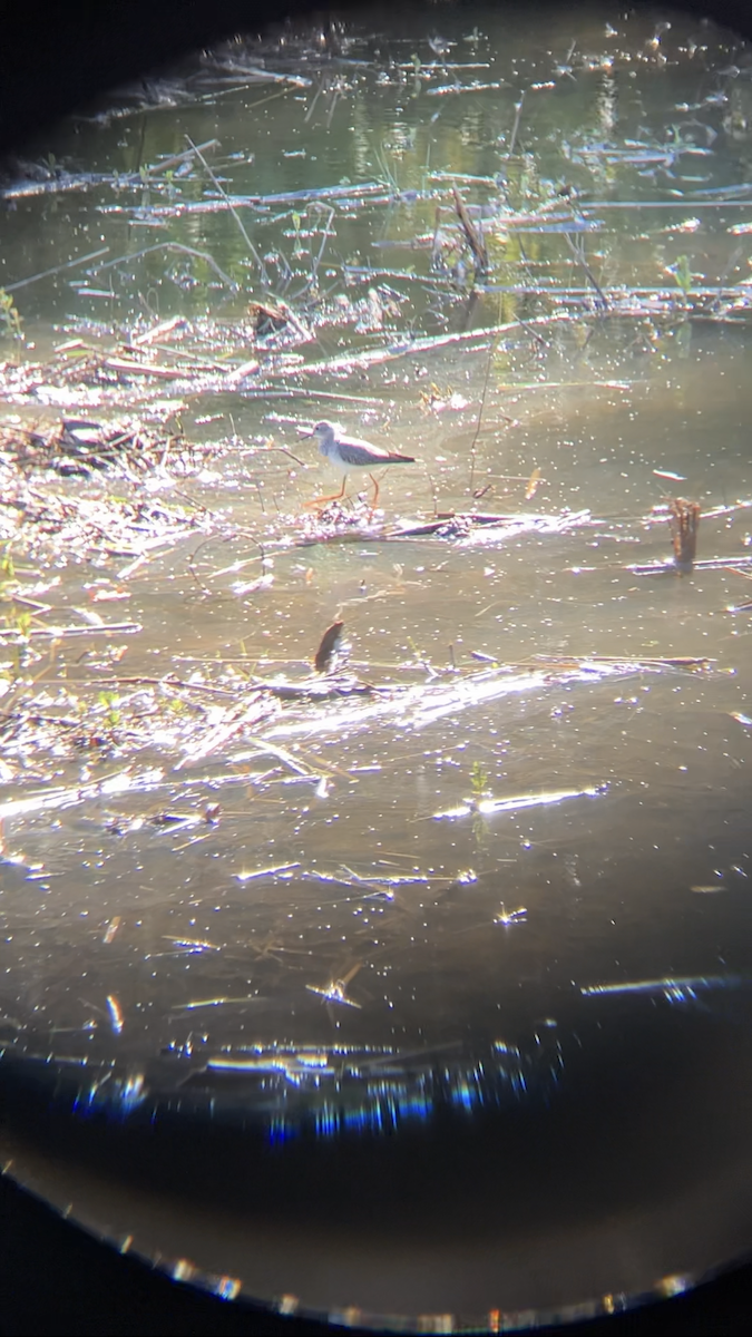Lesser Yellowlegs - ML491811011