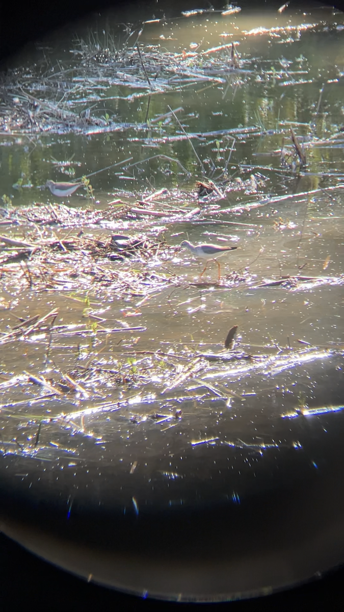 Lesser Yellowlegs - ML491811021