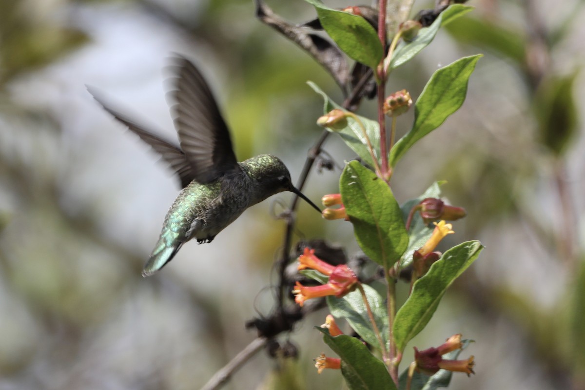 Anna's Hummingbird - ML491811541