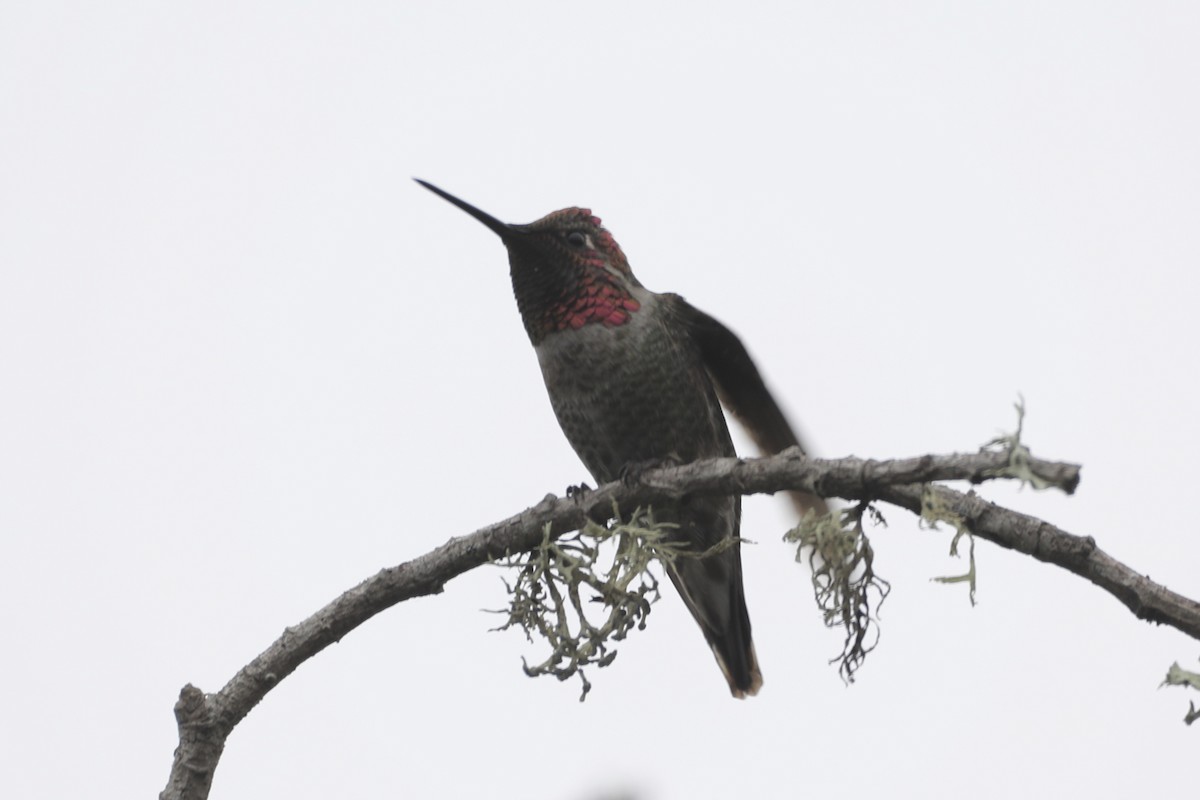 Anna's Hummingbird - ML491811551