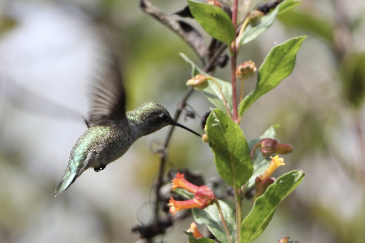 Anna's Hummingbird - ML491811561