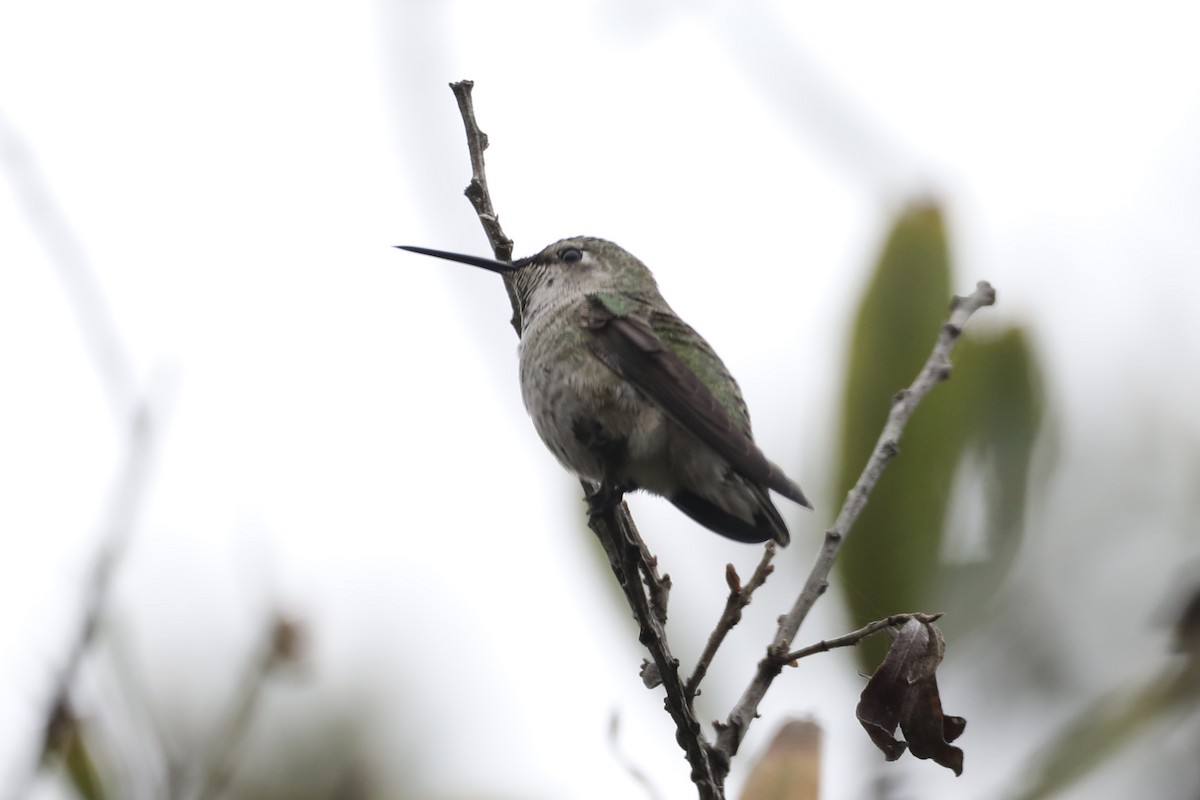 Anna's Hummingbird - ML491811811