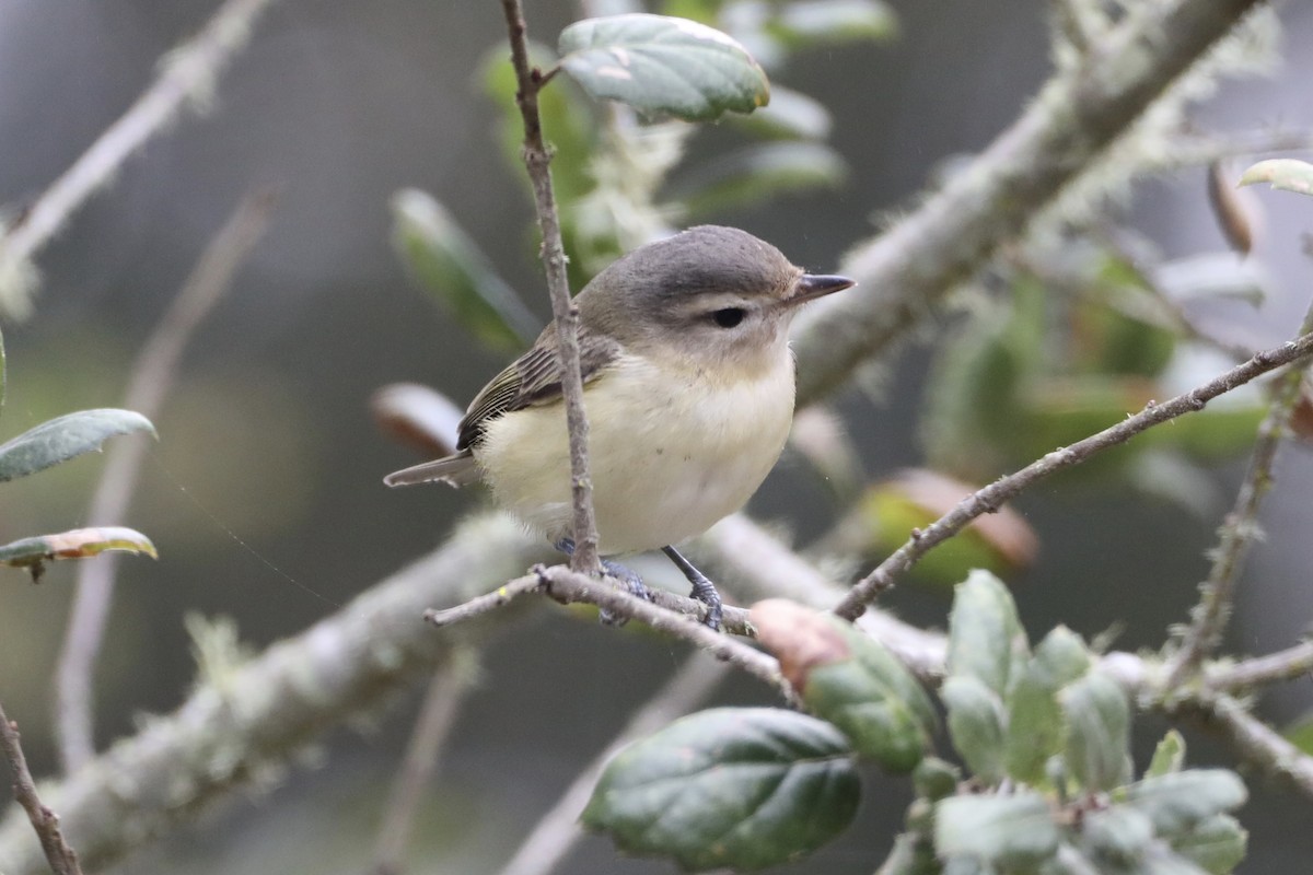 Warbling Vireo - ML491813001