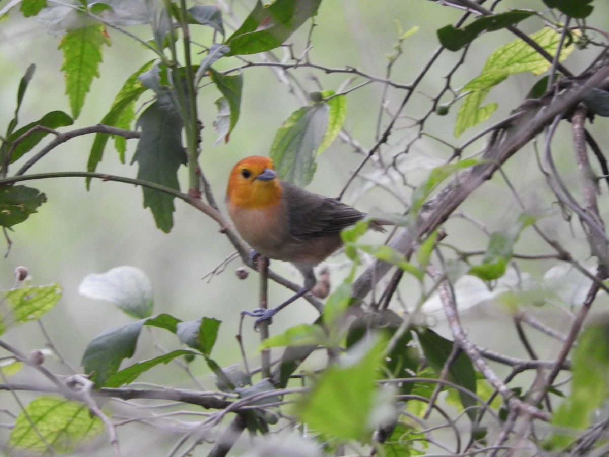 Orange-headed Tanager - Silvia Benoist