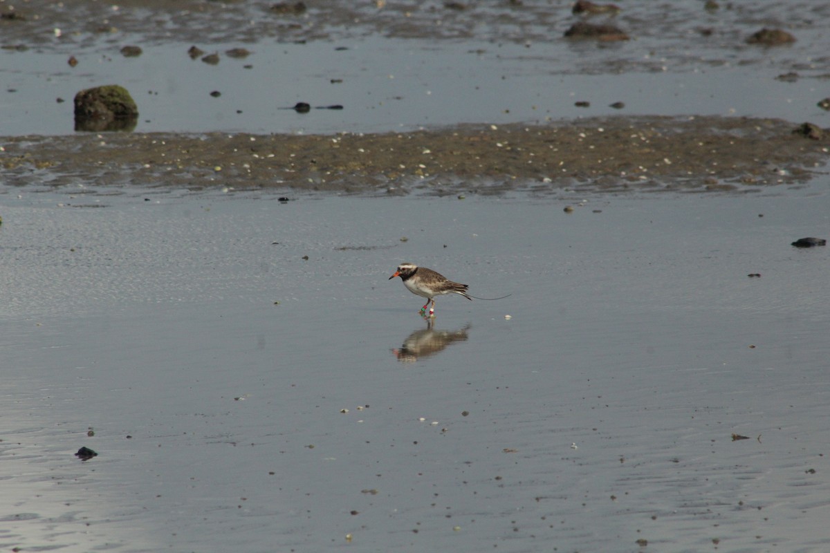 Shore Plover - ML491814001