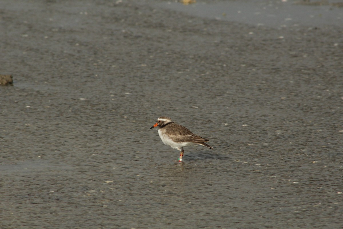 Shore Plover - Liam Ballard