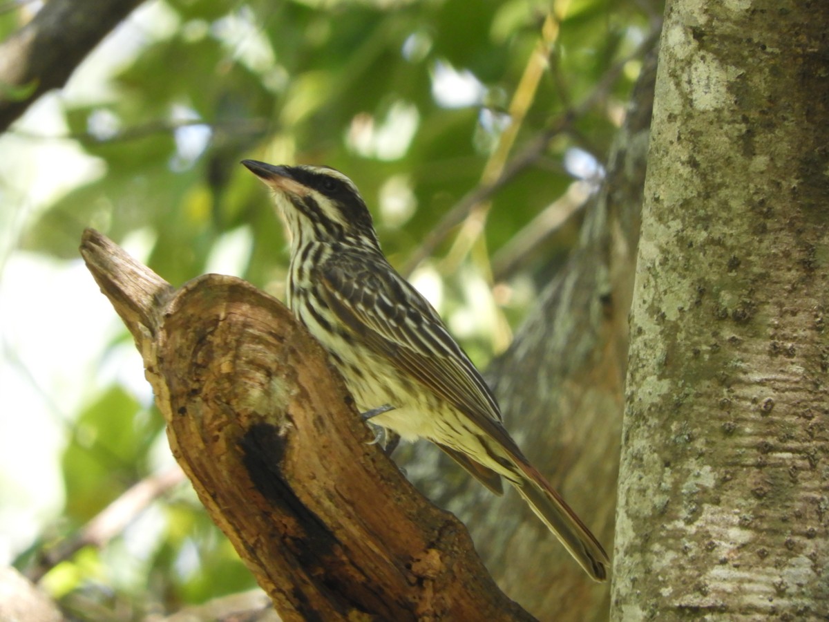 Streaked Flycatcher - Silvia Benoist