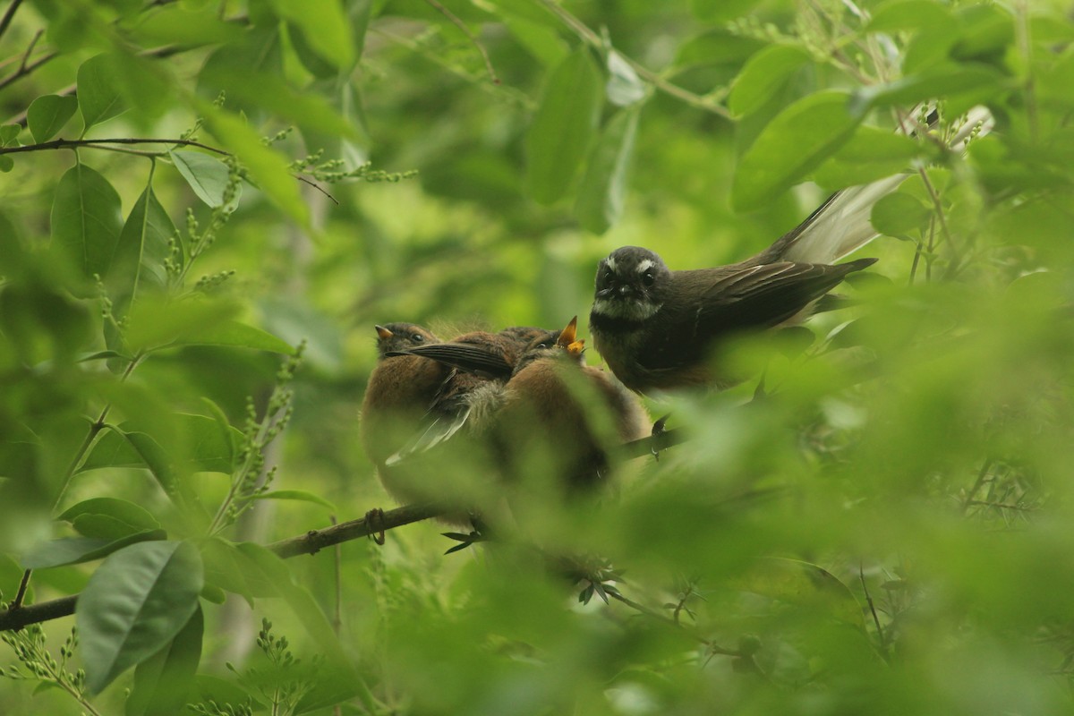 New Zealand Fantail - ML491814161