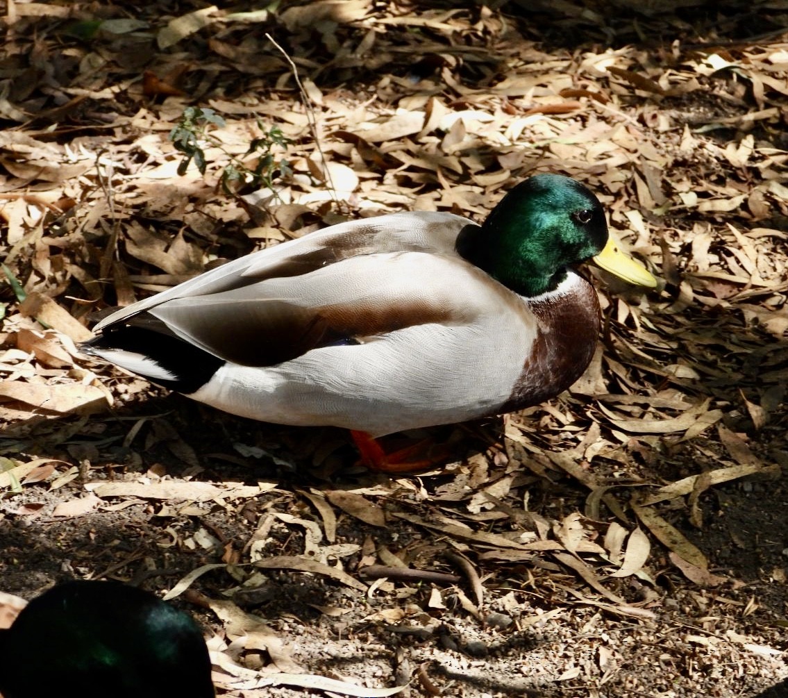 Mallard - ML491814471