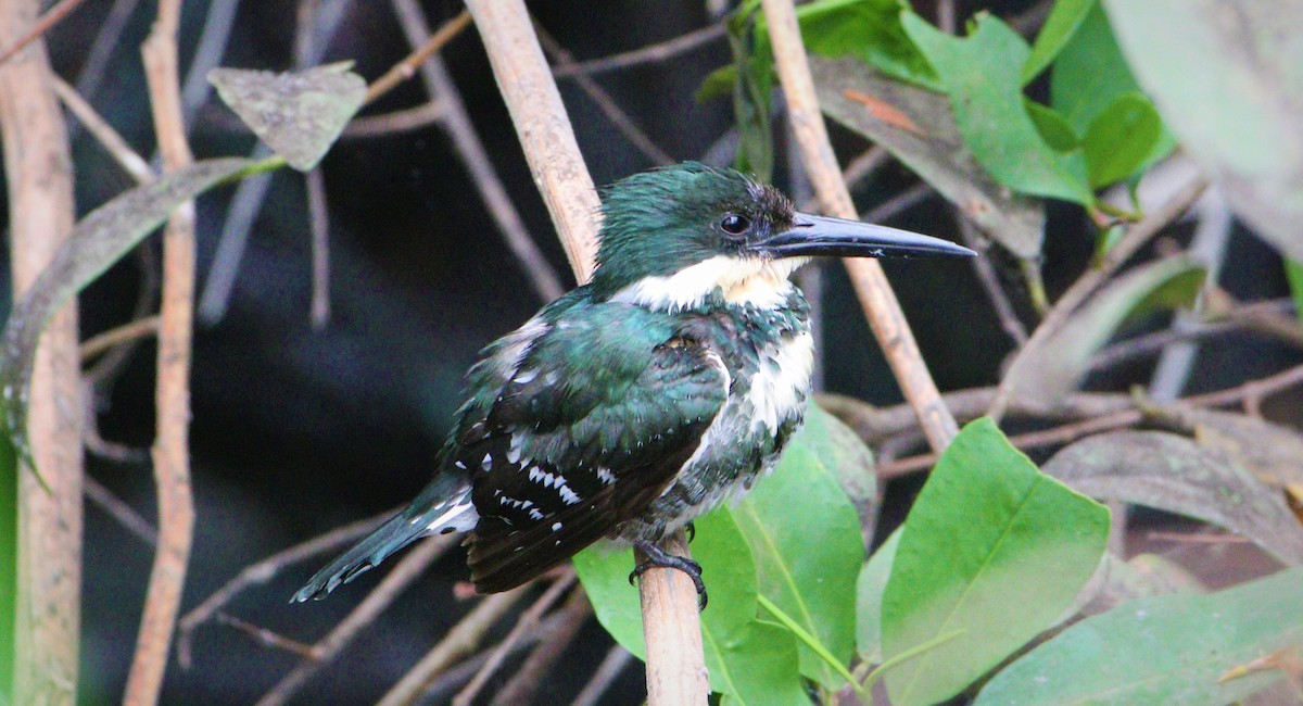 Green Kingfisher - césar antonio ponce