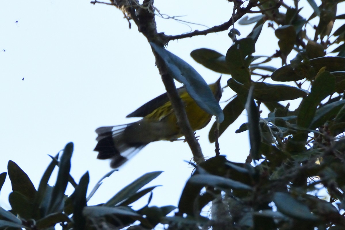 Magnolia Warbler - Jason Chen