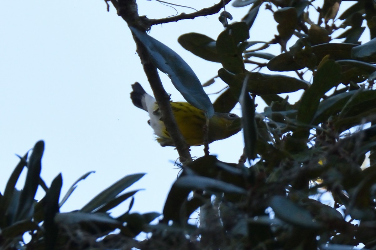 Magnolia Warbler - Jason Chen