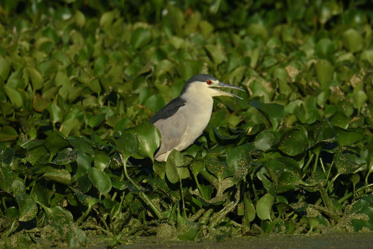 Black-crowned Night Heron - Jason Chen