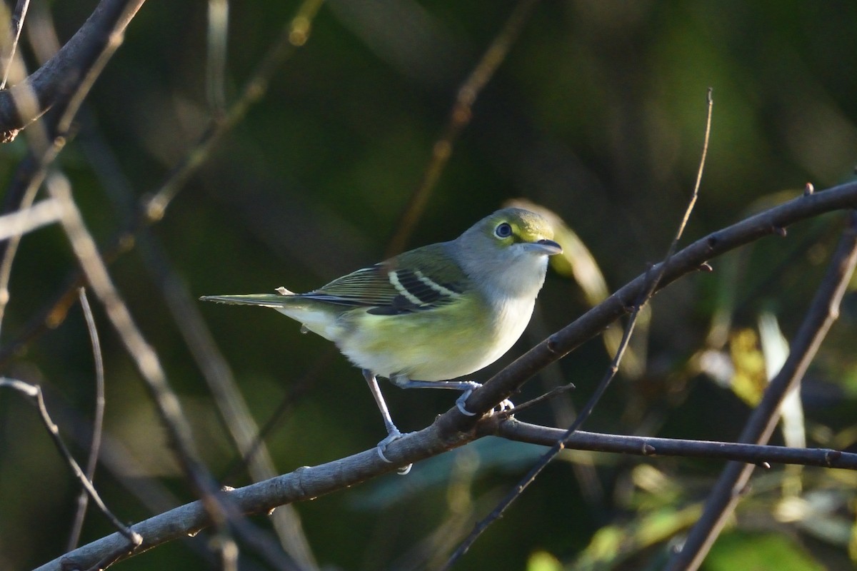 Vireo Ojiblanco - ML491816191