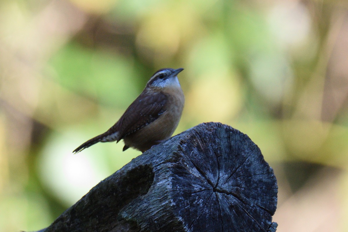 Carolina Wren - ML491816401