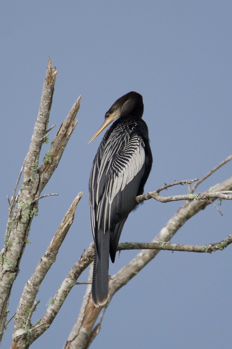 Anhinga d'Amérique - ML491817211