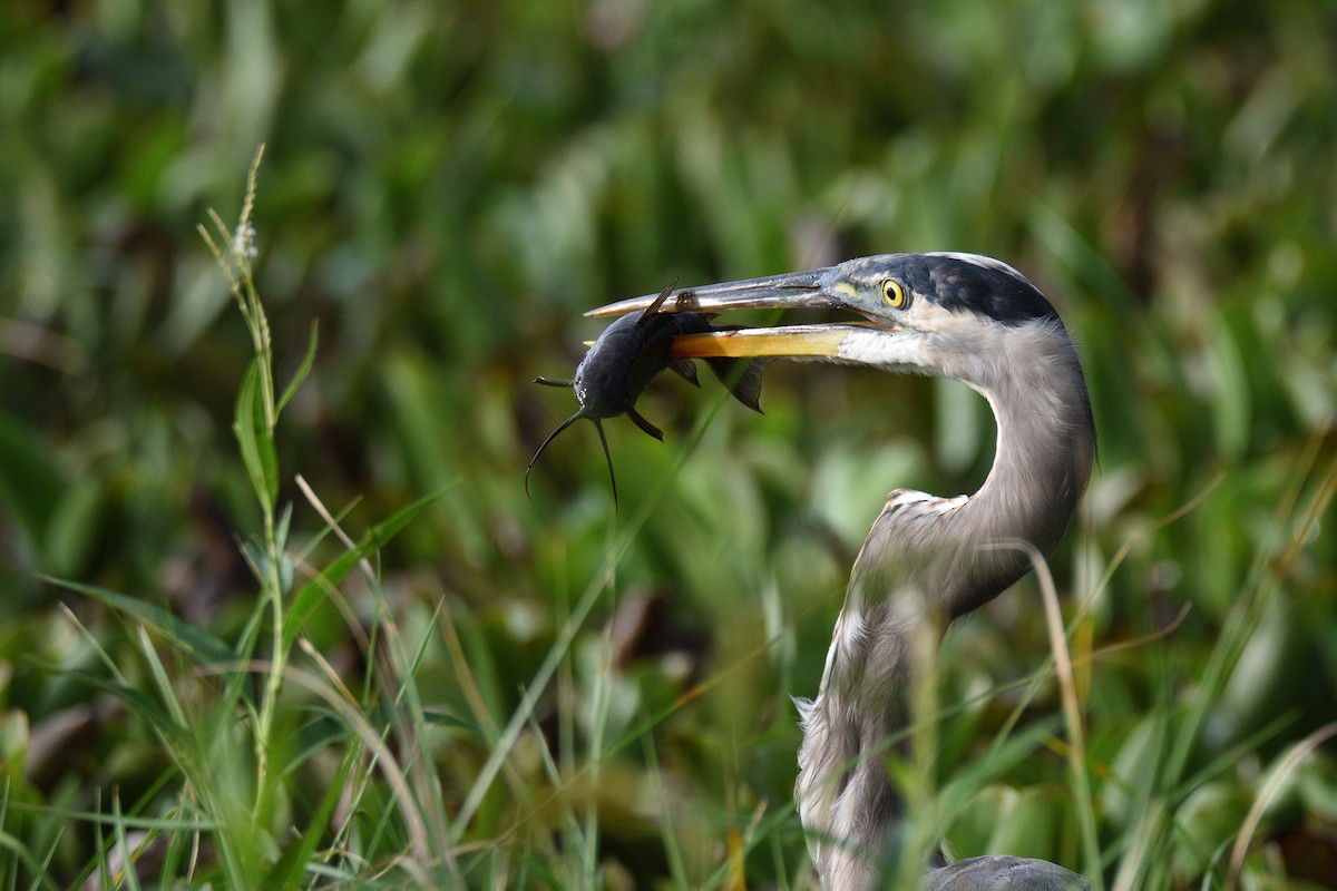 Great Blue Heron - ML491817291