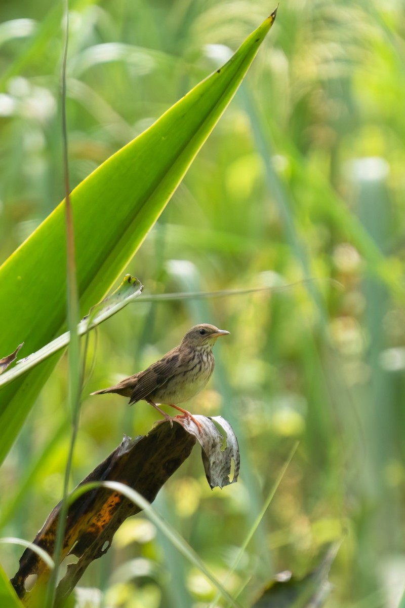 Pallas's Grasshopper Warbler - Jonathan Lin