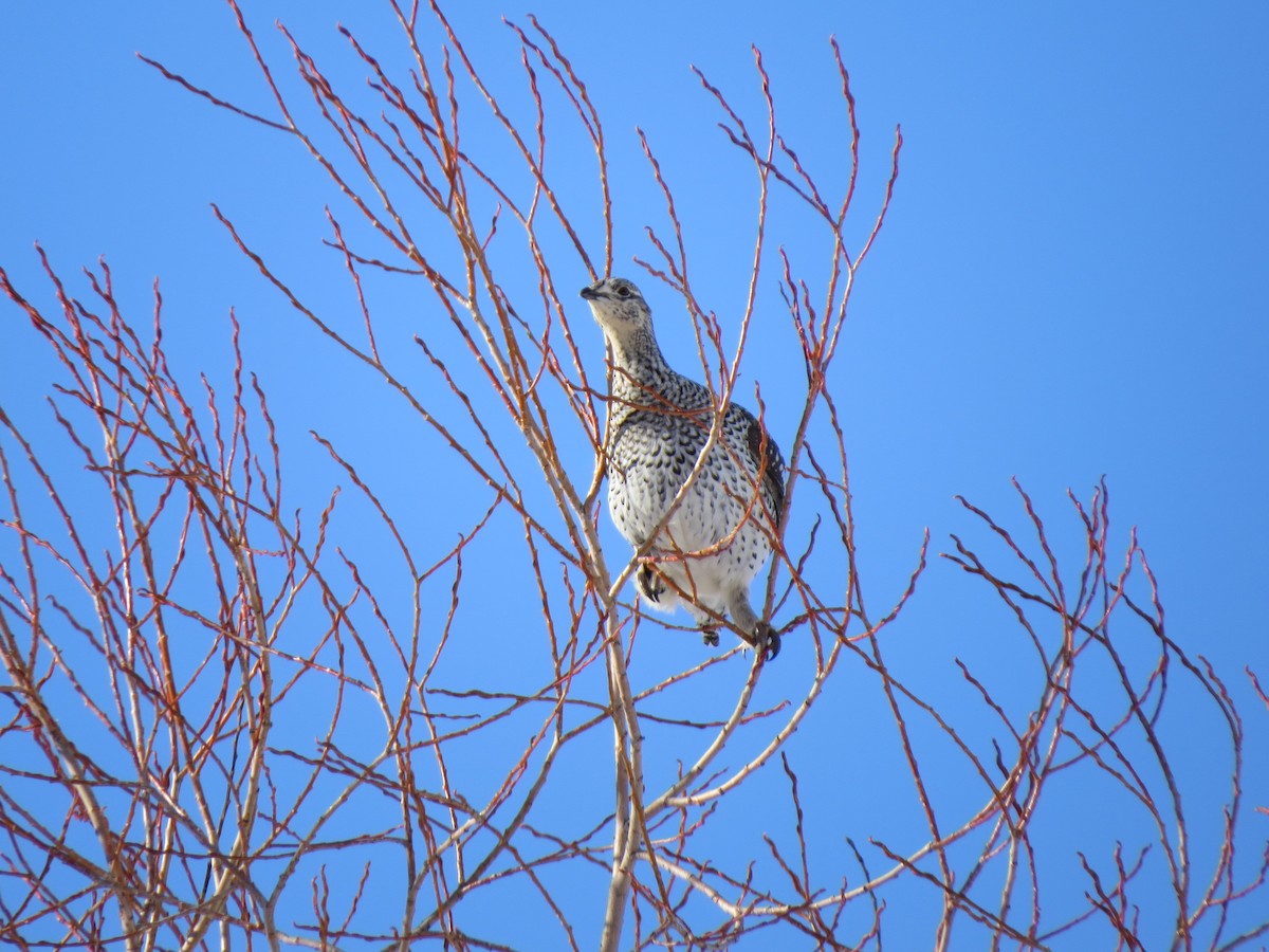 Sharp-tailed Grouse - Marya Moosman