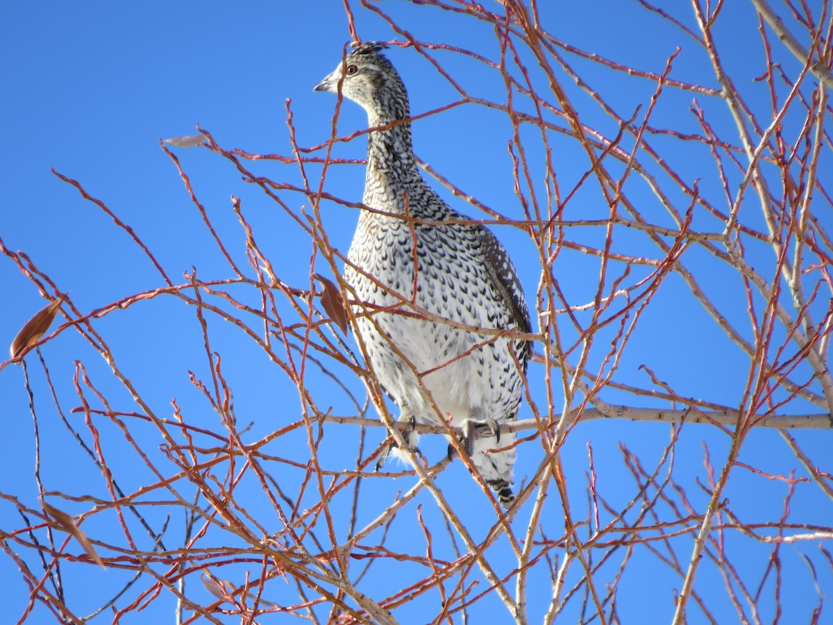 Sharp-tailed Grouse - Marya Moosman