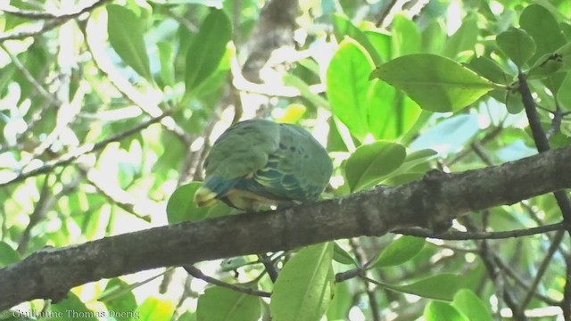 Rose-crowned Fruit-Dove - ML491822221