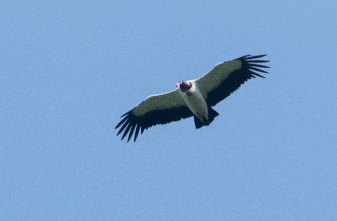 King Vulture - ML491823251