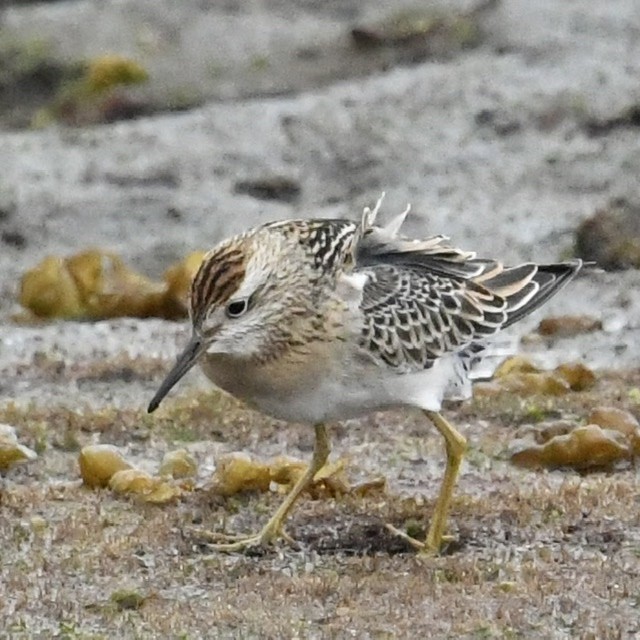 Sharp-tailed Sandpiper - ML491823271