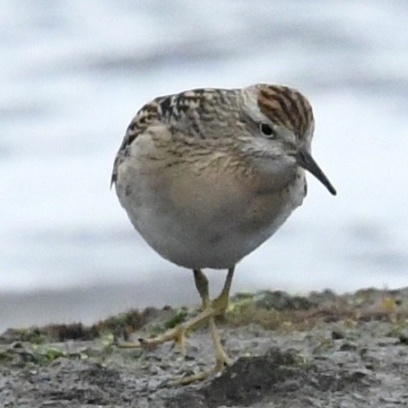 Sharp-tailed Sandpiper - ML491823281